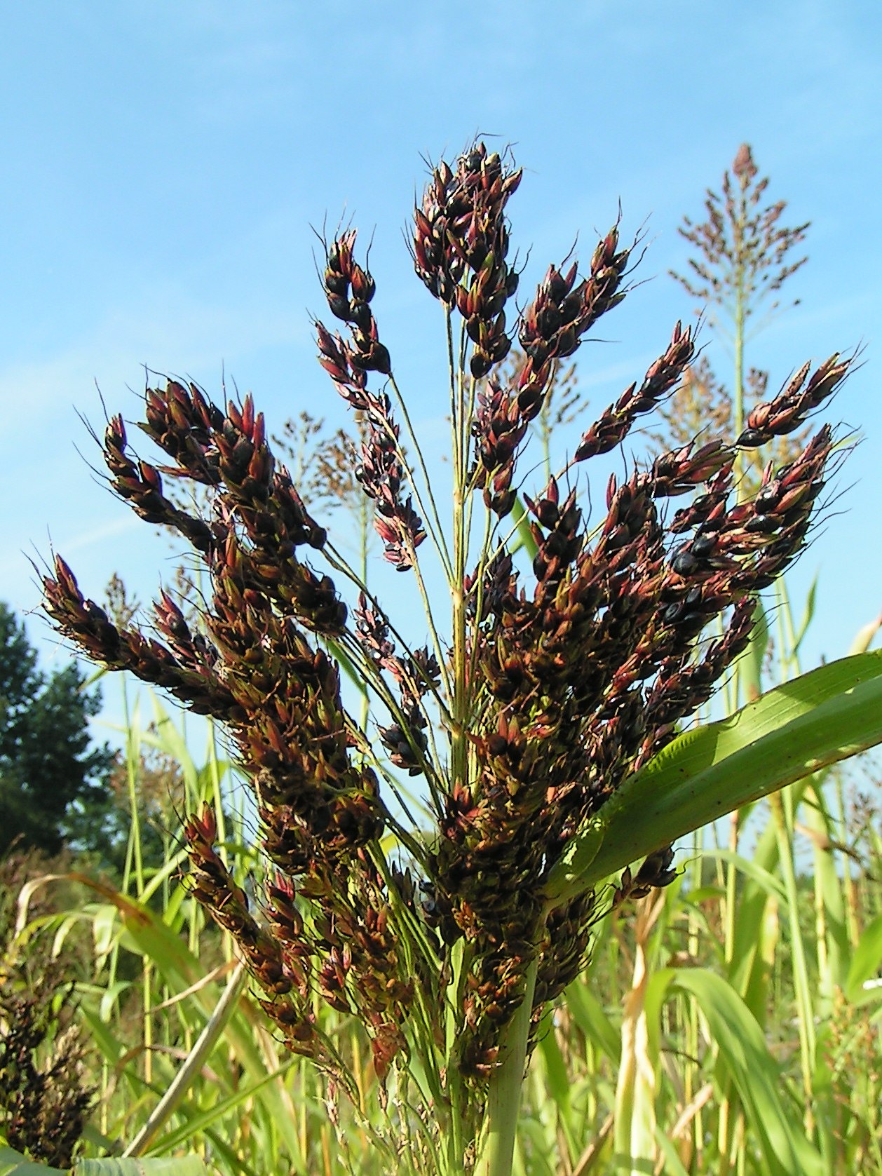 Sorghum grain