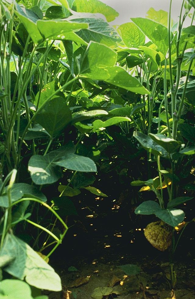 Soya beans