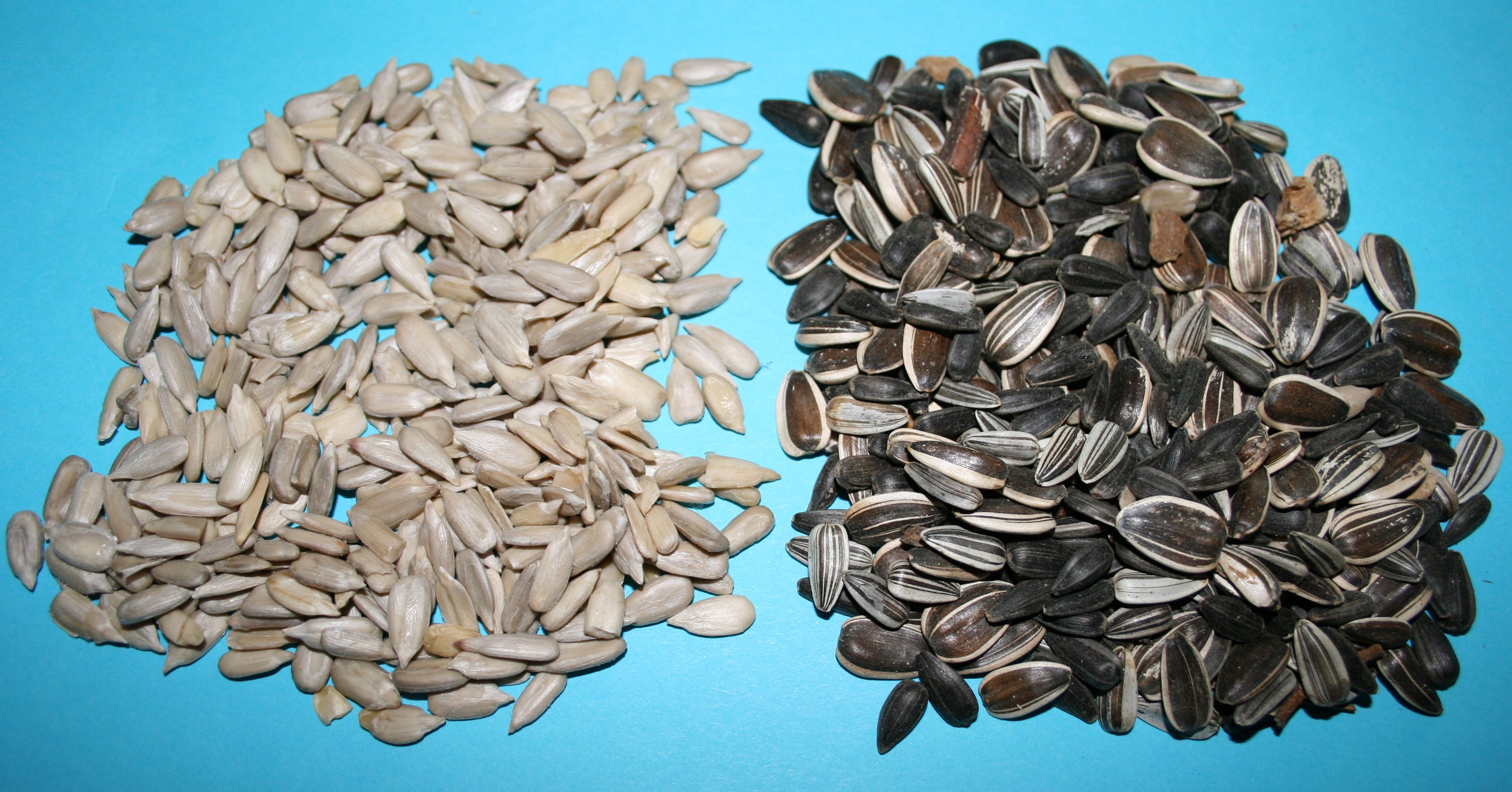 Sunflower seeds