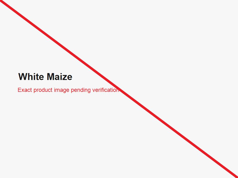 White maize grain